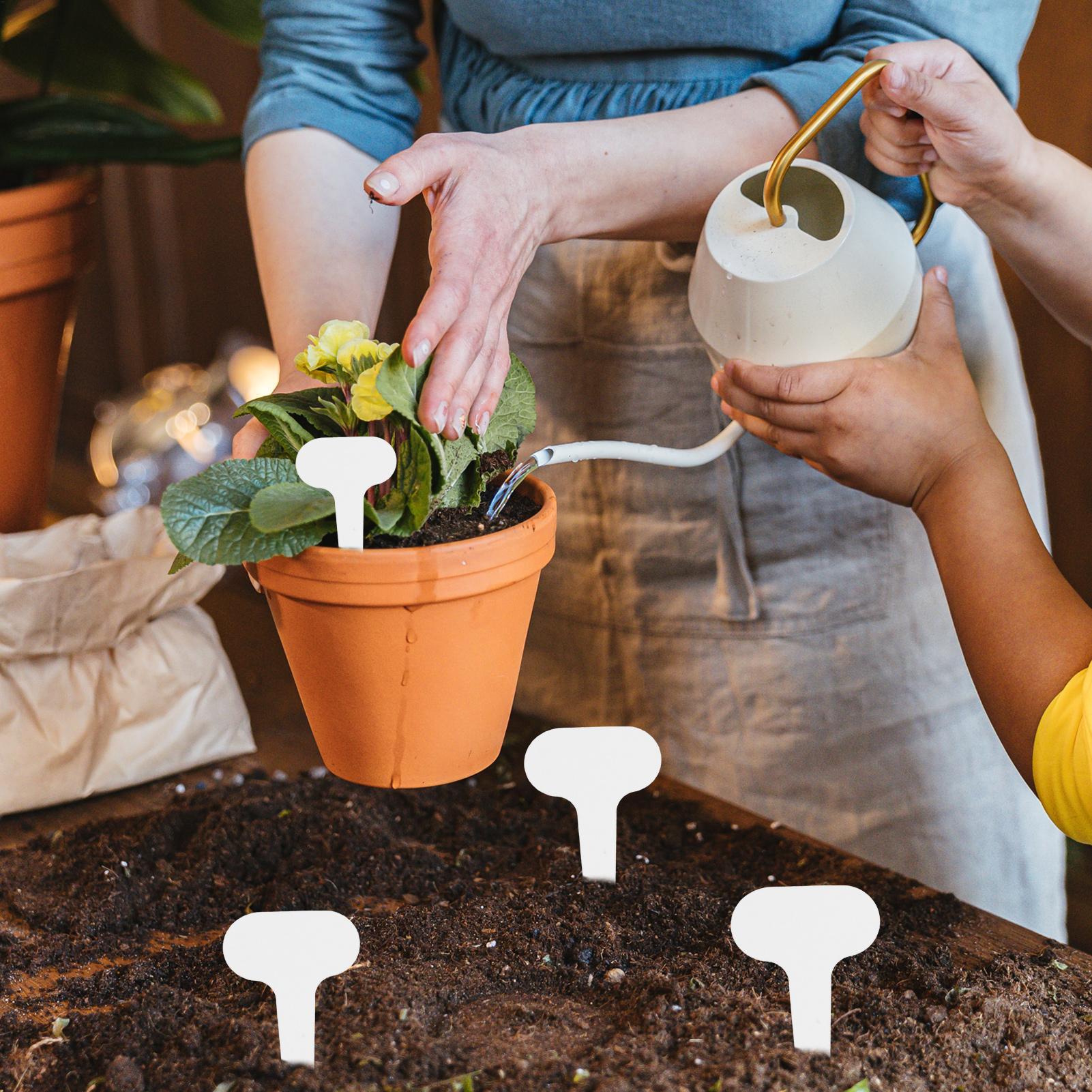 100 pieces White Plastic PVC P - Food Storage Plants のレビューと価格