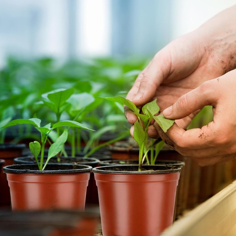 100/20x Seeding Nursery Pot Bl - Food Storage Plants のレビューと価格
